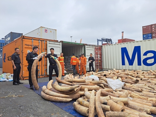 Hải quan Hải Phòng bắt giữ khoảng 7 tấn ngà voi nhập lậu

